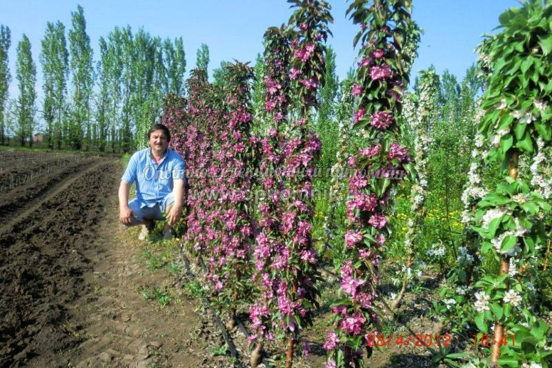 Солодковые питомник. Никольский Плодопитомник Белгородской. Шугуровский Плодопитомник. Октябрьский Плодопитомник. Томаровский питомник саженцев.