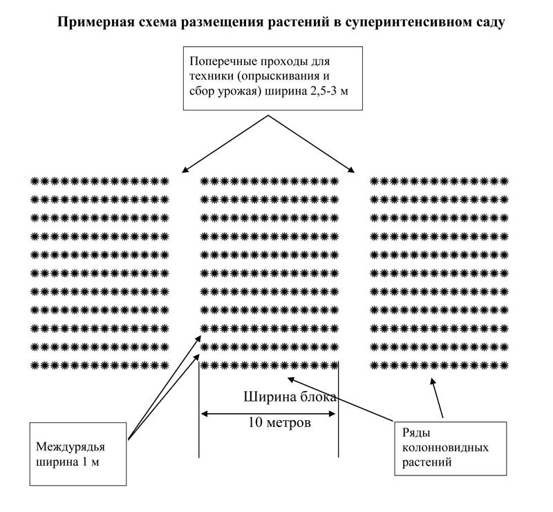 Корневая Система Яблони Схема Фото